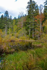Dead lake in the forest (Crane lake), сarpathian mountains, Skole, Uktaine