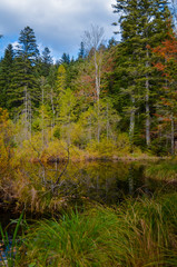 Dead lake in the forest (Crane lake), сarpathian mountains, Skole, Uktaine