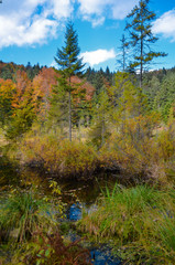Dead lake in the forest (Crane lake), сarpathian mountains, Skole, Uktaine