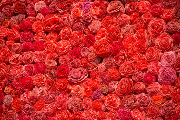 Pattern of red roses as background