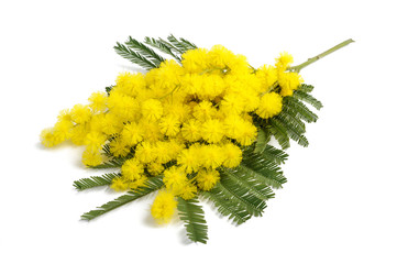 Mimosa