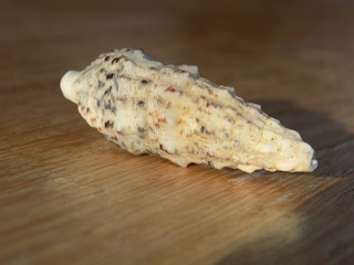 Shell on wooden table