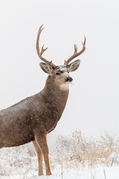 Mule Deer Buck in Snow During the Rut