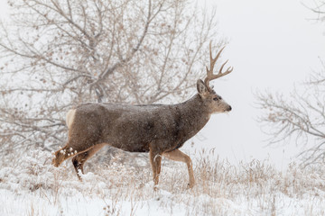 Mule Deer Buck in Snow During the Rut