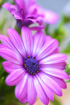 Vibrant beautiful purple daisies.