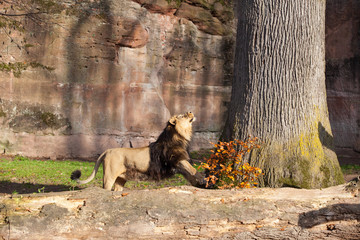Lion in Nuremberg zoo
