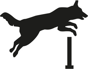 Dog jumping over hurdle