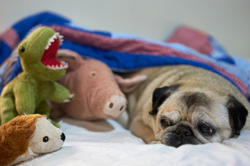 pug dog in with toys