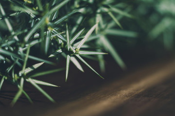  Juniper branch on a wooden table, (Juniperus oxycedrus). Close-