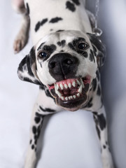Dalmatian dog tied