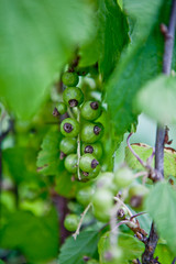 green berries. Soon berries turn red and bright colors will bring nature.