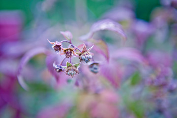 raspberry bush. late autumn , ripe fruit of all my grandmother in the garden . Cold coming and wrapped nature. transforming it into an exquisite color.