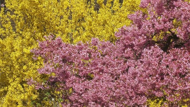 Prunus Okame cherry blossoms pink with Forsythia Helios yellow in background - medium shot