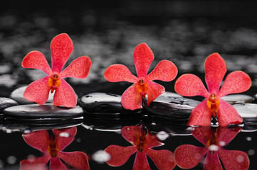 Set of three red orchid on wet background