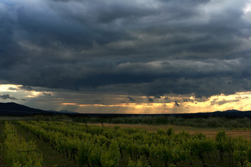 Sunset over a mountain vineyard