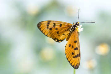 butterfly on flower(The Plain Tiger)