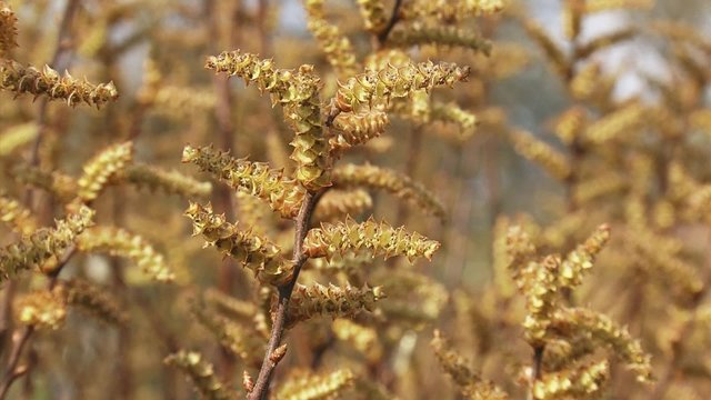 flowering catkins Bog Myrtle, Sweet Gale (Myrica gale) close up. Bog myrtle produces essential oil which has rich medicinal value.