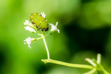 green shield bug on white flower
