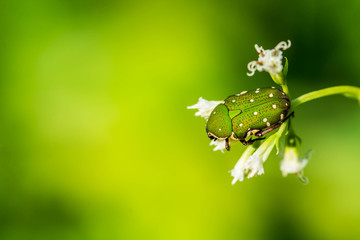 green shield bug on white flower