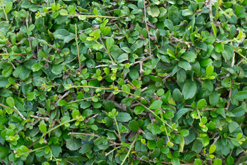 green grass in the garden