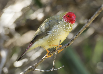 Western Australia, Star Finch (Neochmia ruficauda)