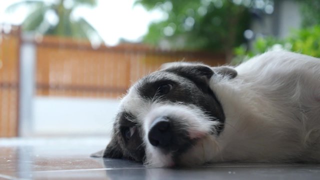 Sad Dog Lying and Resting Outdoor while Raining