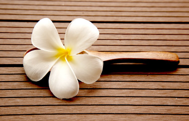 Frangipani Plumeria flowers border Design