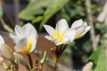 Fototapeta na wymiar close up beautiful charming white flower plumeria