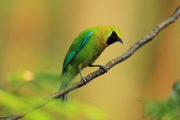 Sunbird bird