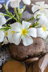 Fototapeta na wymiar plumeria or frangipani decorated on water and pebble rock in zen
