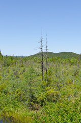 Obraz premium Forest landscape. Newfoundland