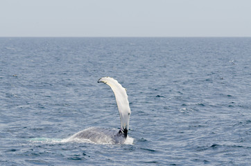 Swimming humpback whale