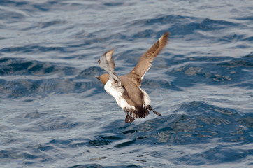 Razorbills