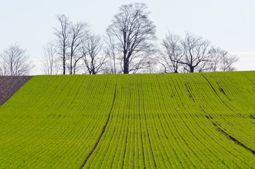 cultivated farmers field