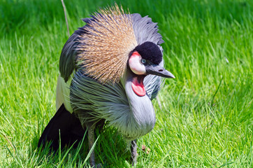 Fototapeta premium Crowned Crane