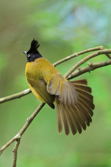 bulbul bird