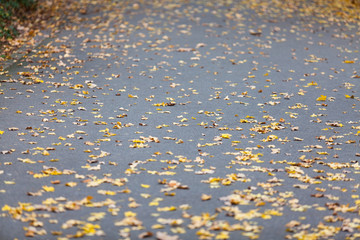 background of fallen leaves on the asphalt
