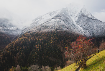 Fototapeta premium Beautiful panoramic summer autumn aerial view of swiss Alps, on the the way to Matterhorn, the mountains are half covered in snow, with a cows on a meadow and a mountain ash tree