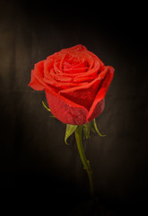 Red Rose light and shadow of fine art, low key