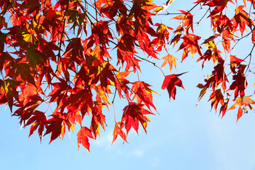 Colorful autumn leaves background