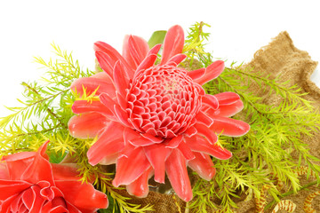 Tropical flower of red torch ginger.