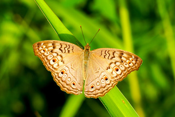 Beautiful butterfly on a blade of grass.