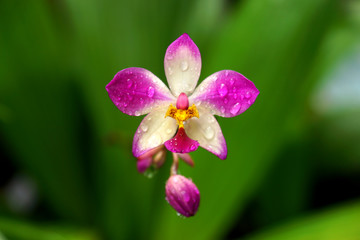 Fototapeta na wymiar Potted plant orchid