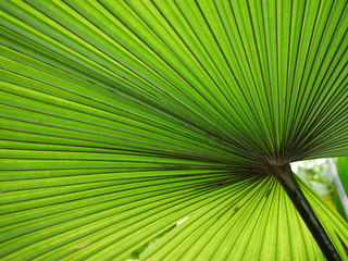 Fototapeta premium beautiful palm leaf background