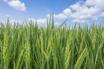 Paddy rice and blue sky