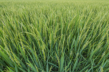 Paddy rice 