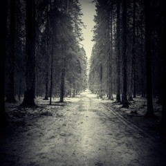Fototapeta premium Narrow road through the dark forest.