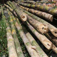 pile of bamboo stick prepare for material of construction