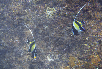 Moorish idol 