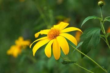 Mexican Sunflower Weed